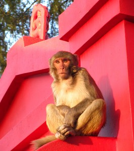 Monkey in India