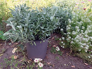 Potted-sage