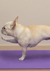Bulldog Finding Balance